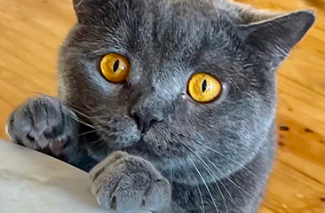 Colette S.'s review